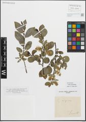 Foto von Salix myrsinifolia Salisb.